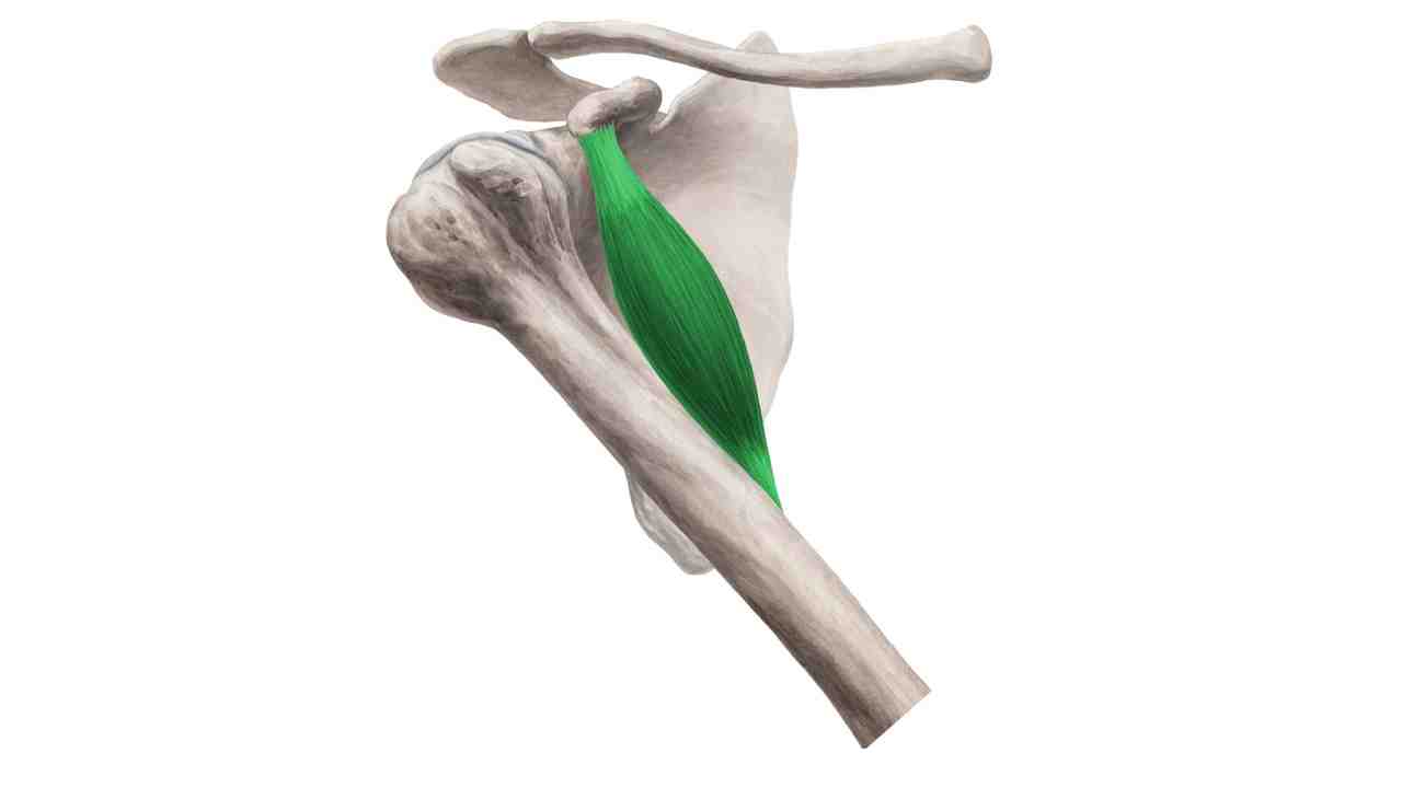 Coracobrachialis