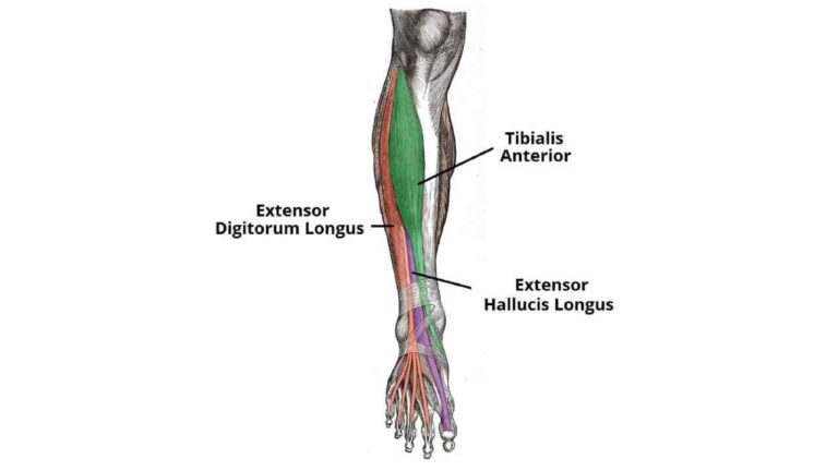 Extensor Hallucis Longus