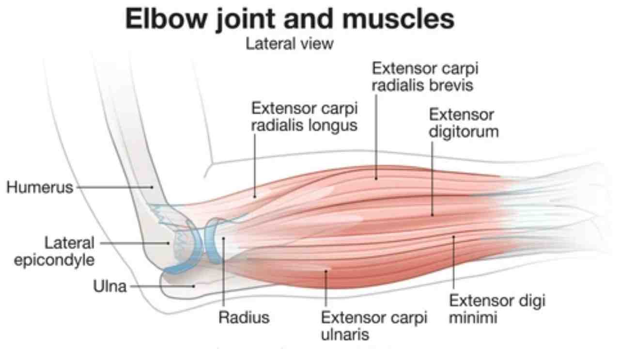 Joints – Elbow