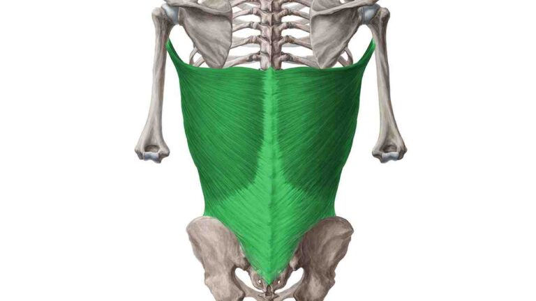 Latissimus Dorsi