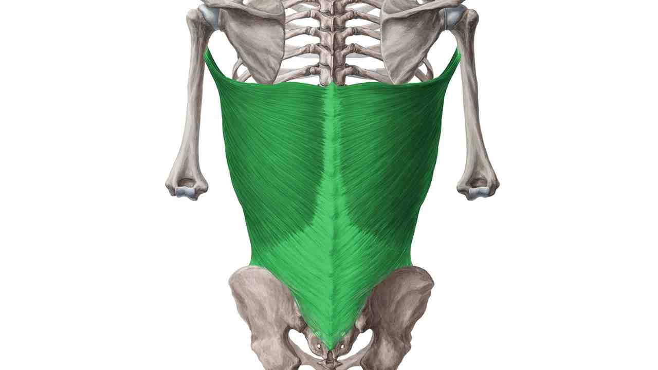 Latissimus Dorsi