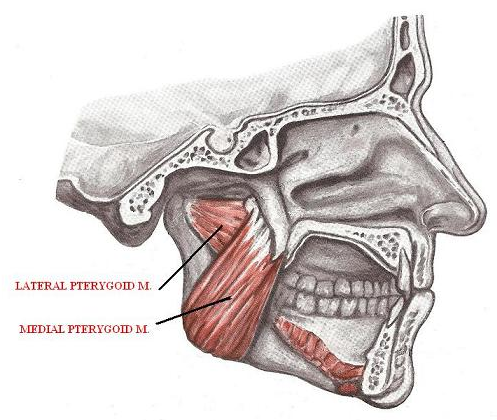 Medical Pterygoid