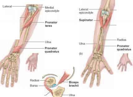 Pronator Teres