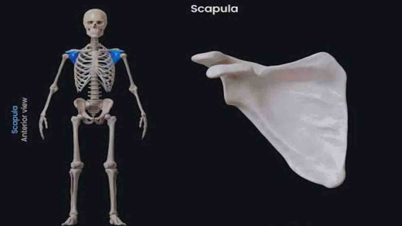 Bones – Scapula