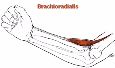 Brachioradialis