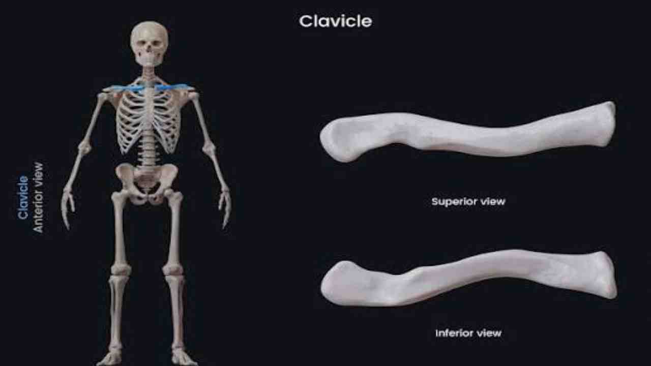 Clavicle