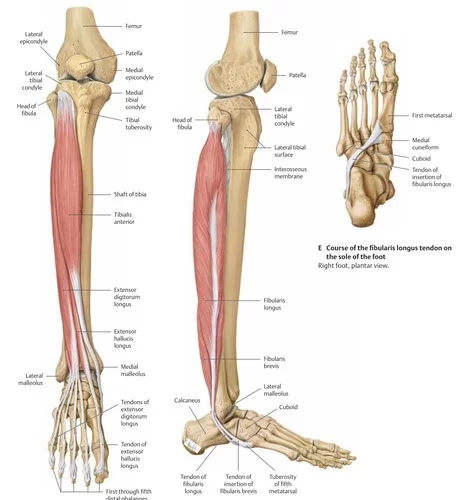 Fibularis Longus