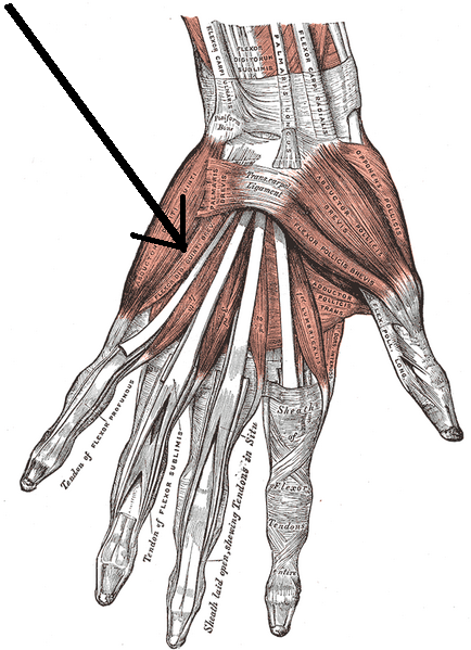 Flexor Digiti Minimi Manaus