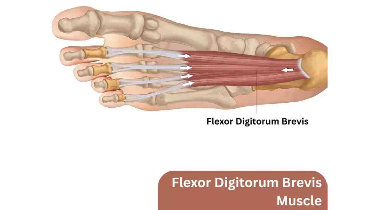 Flexor Digitorum Brevis