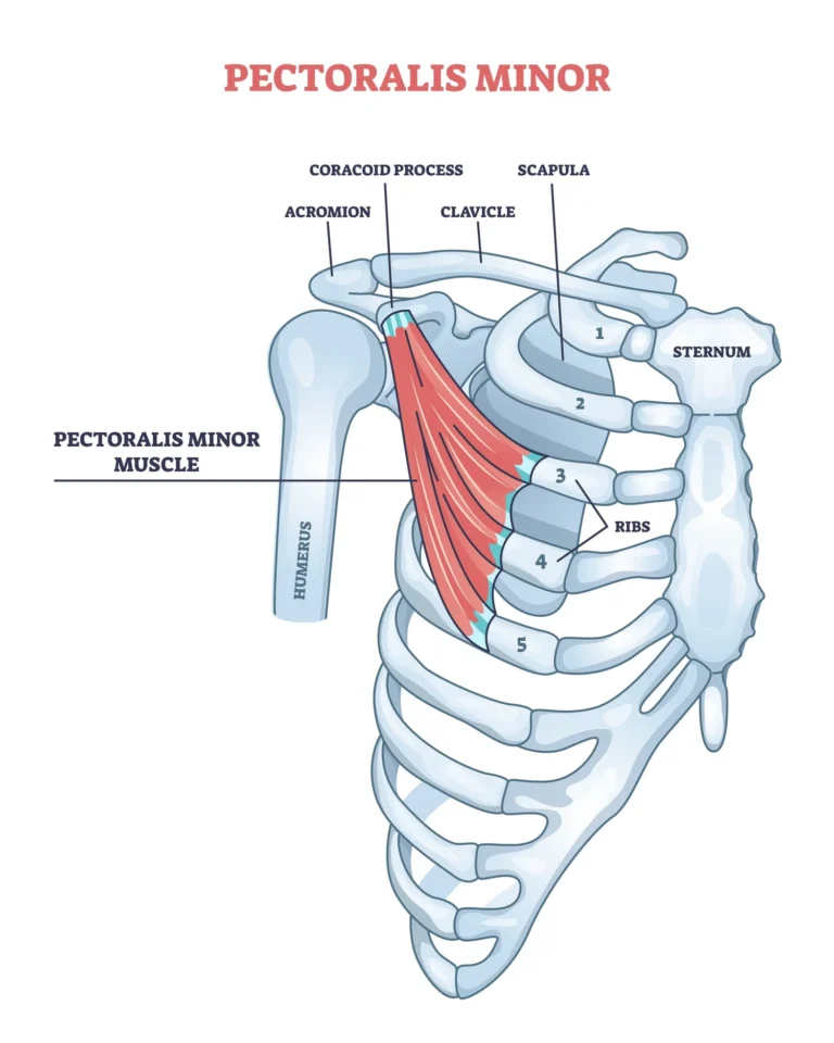 Pectorails Minor
