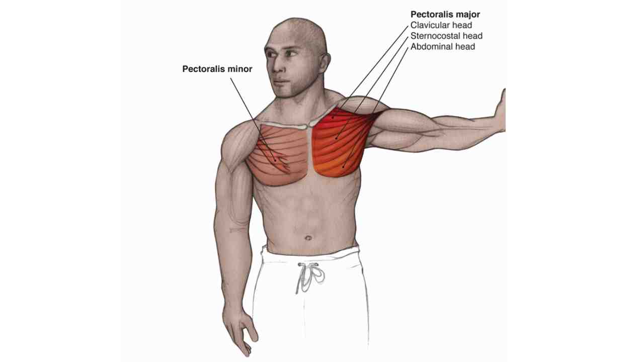 Pectoralis Minor
