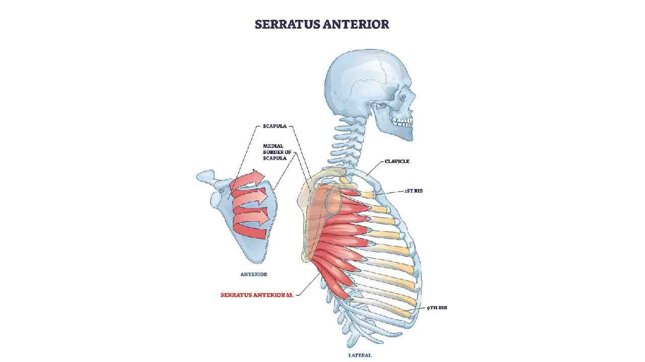 Serratus Posterior Superior