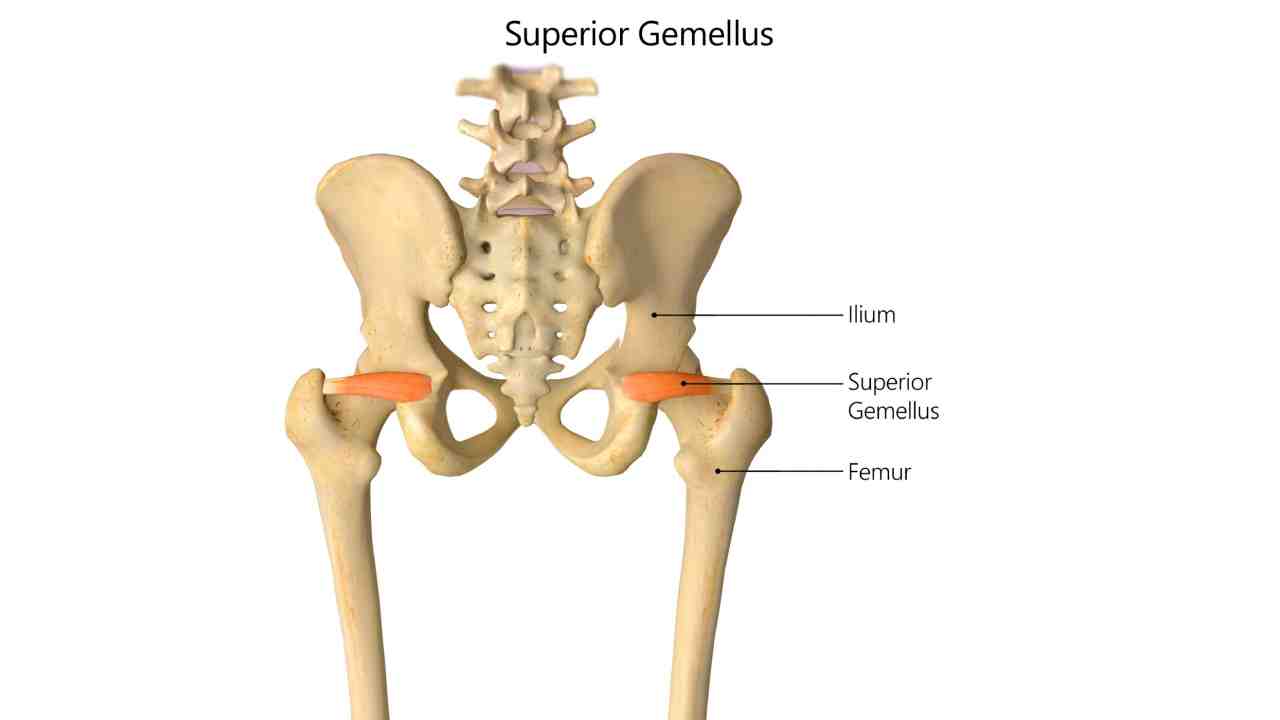 Superior Gemellus