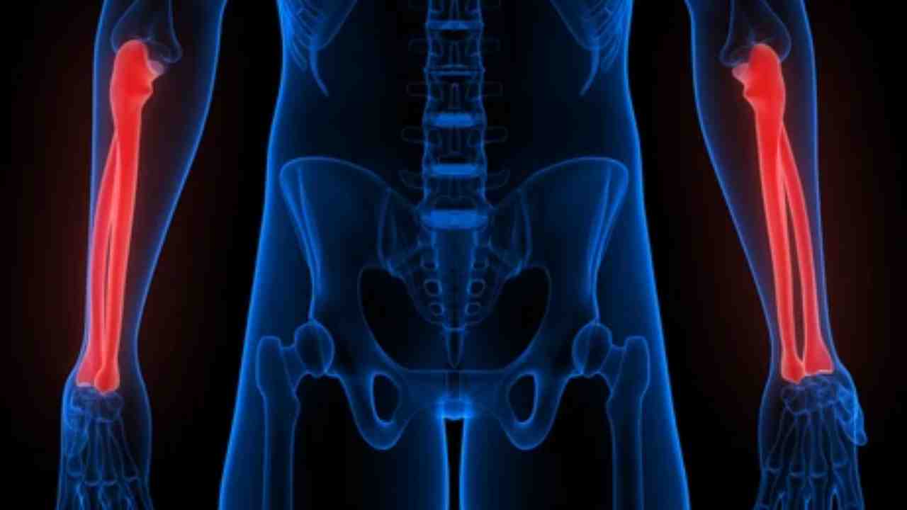 Bones – Radius and Ulna