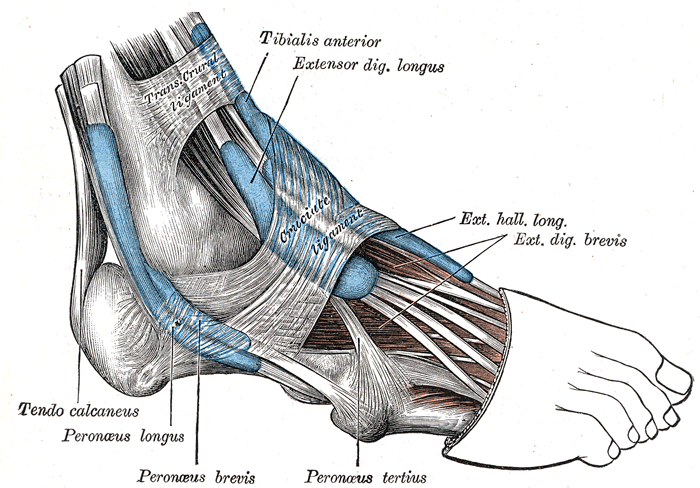 Fibularis Brevis