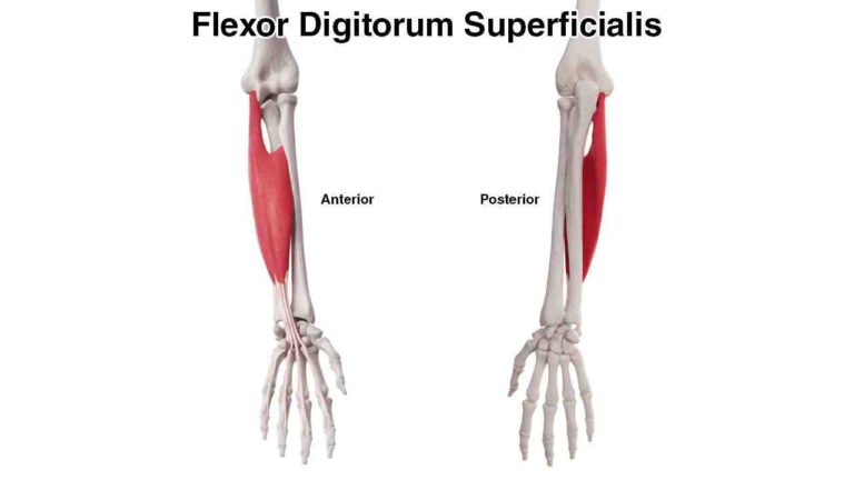 Flexor Digitorum Superficials