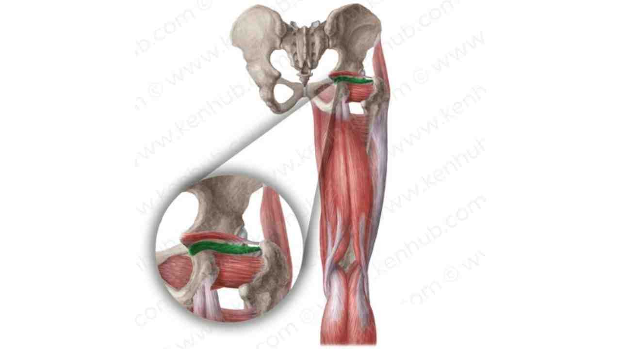 Obturator Internus