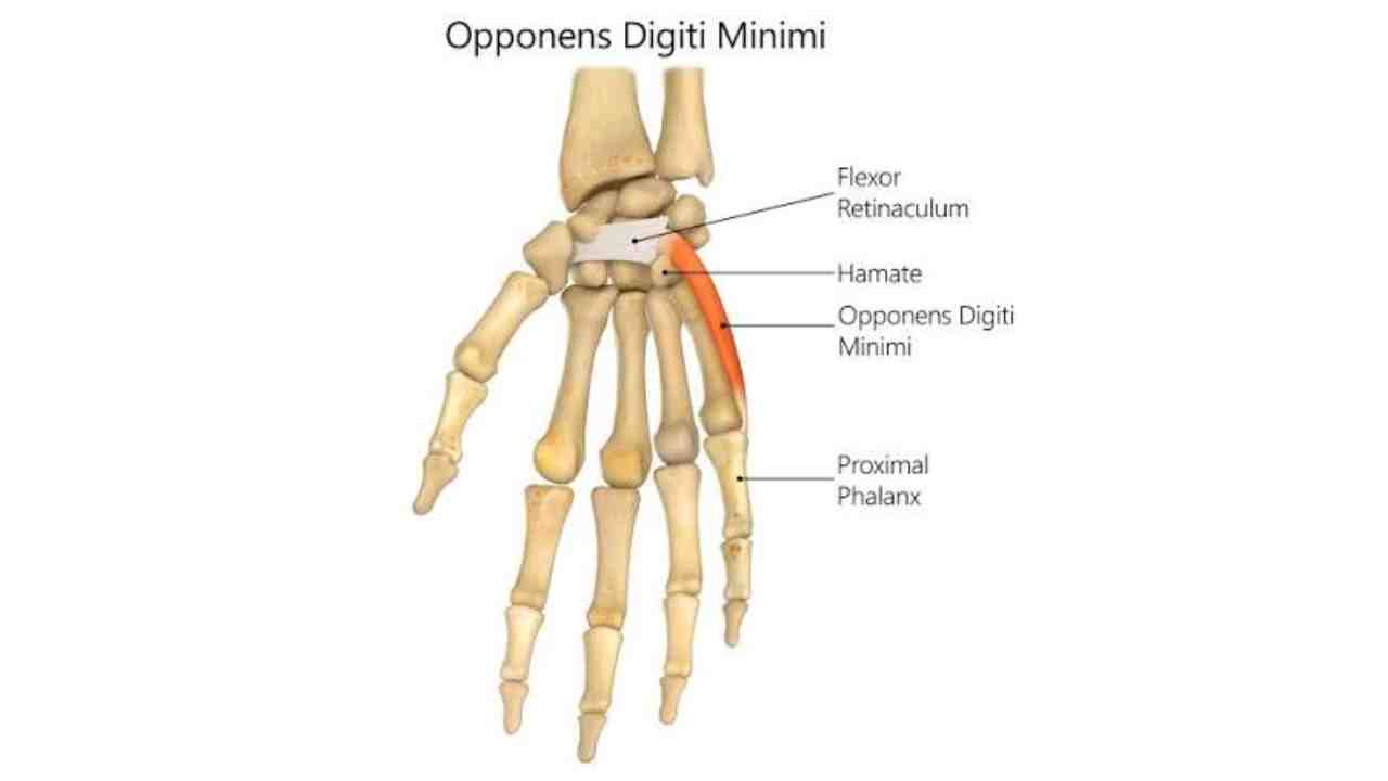 Opponens Digiti Minimi