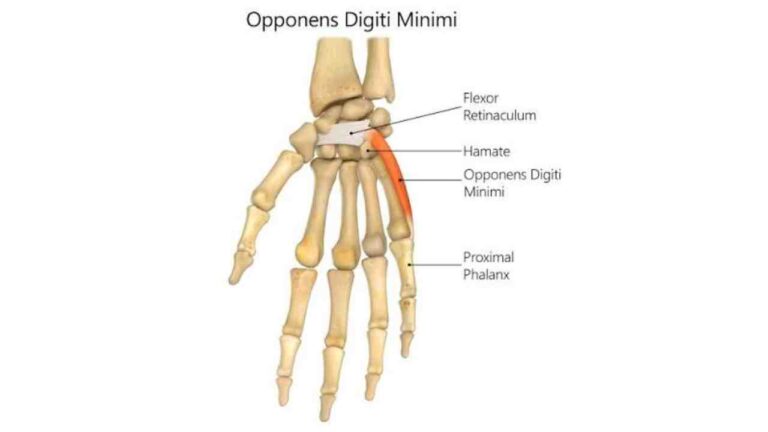 Opponens Digiti Minimi