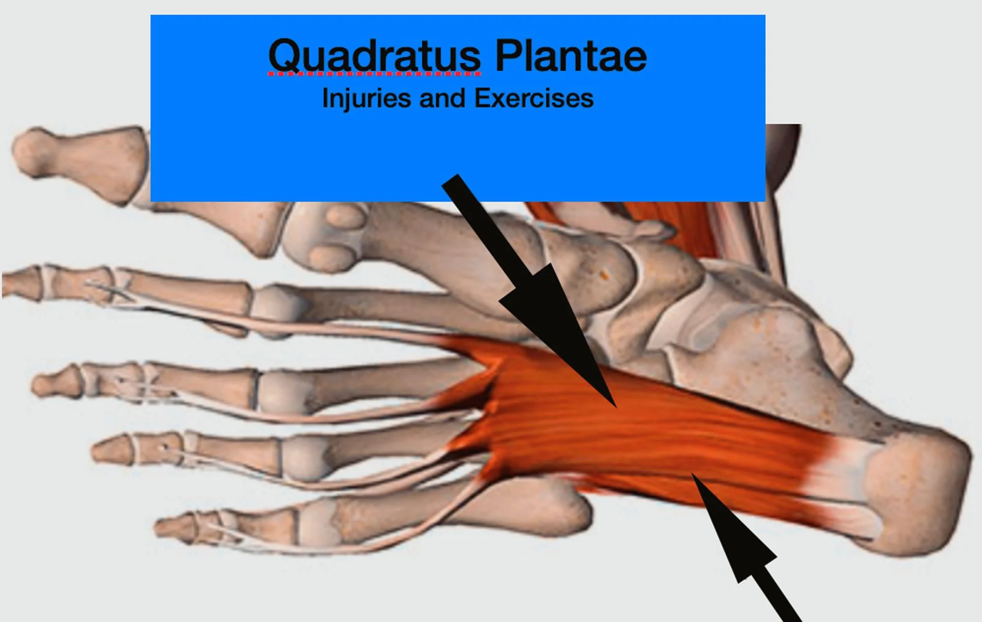 Quadratus Plantae