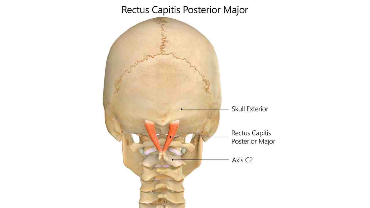 Rectus Capitis Posterior Major