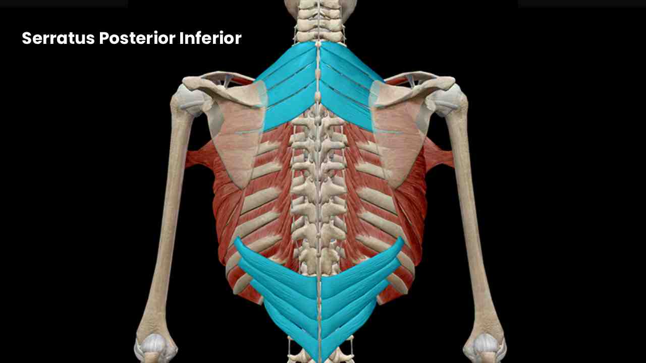 Serratus Posterior Inferior