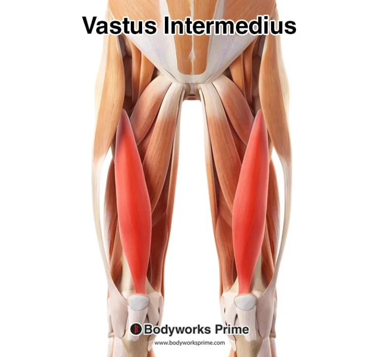 Vastus Intermedius
