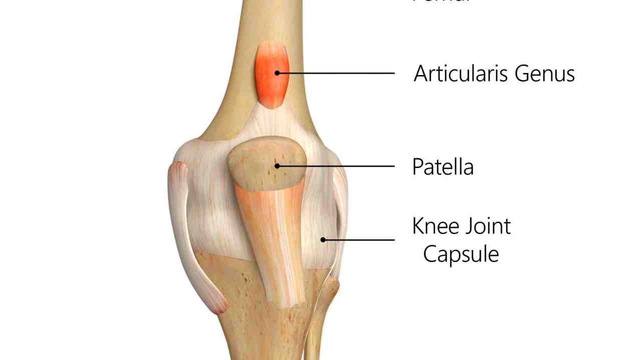 Articularis Genu