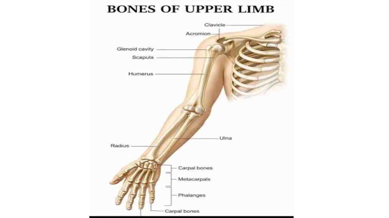 Bones – Humerus