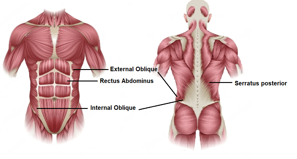 External Abdominal Oblique