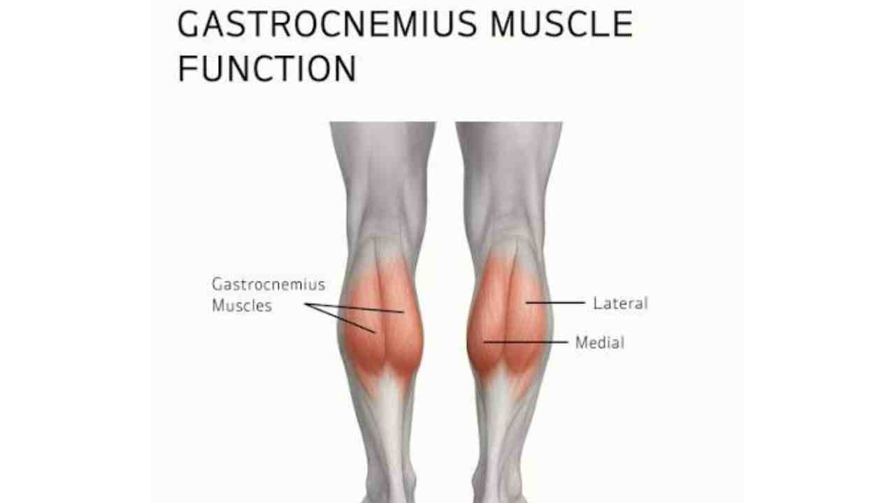 Gastrocnemius