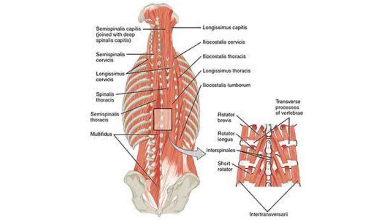 Interspinales