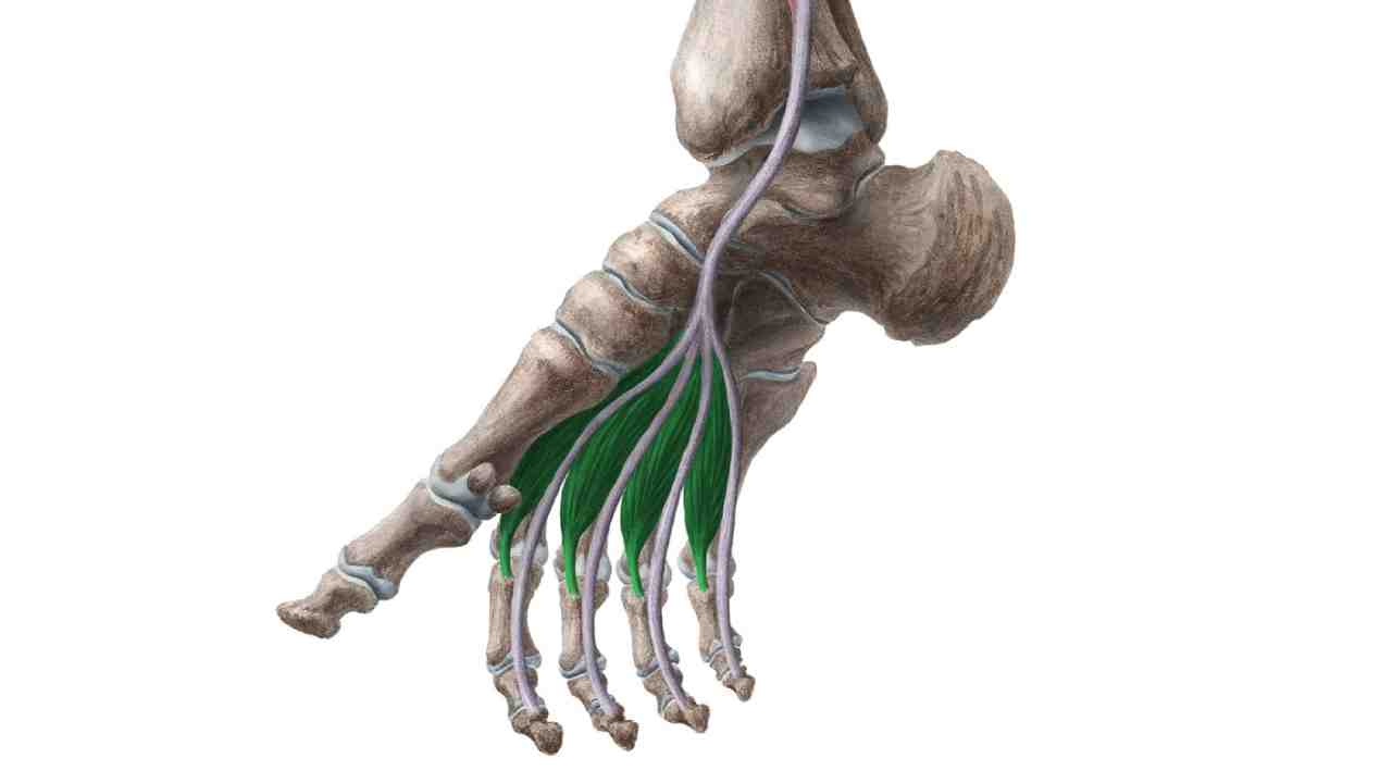 Lumbricals Pedis