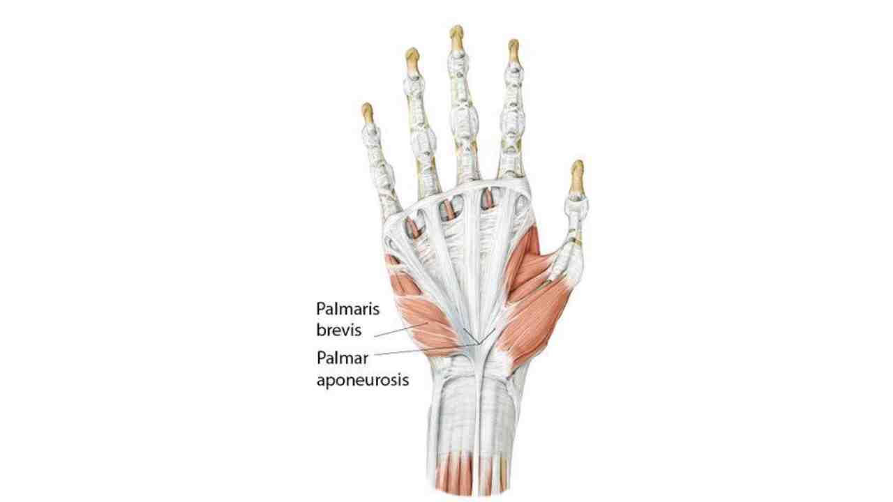 Palmaris Brevis