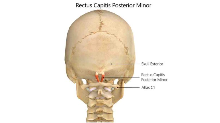 Levator Scapulae