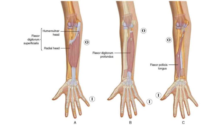Flexor Digitorum Profundus