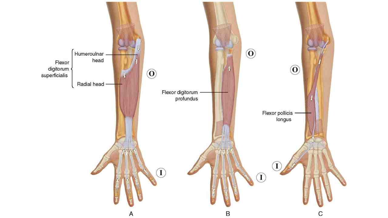 Flexor Digitorum Profundus