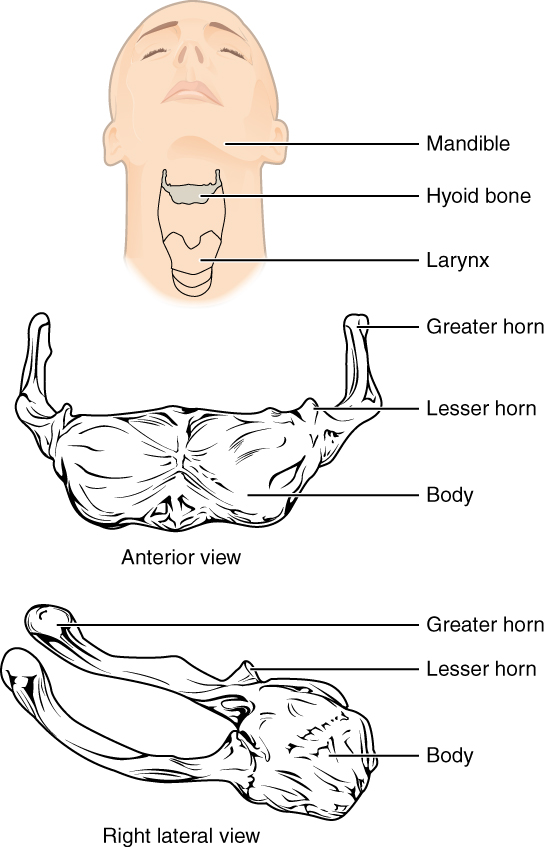 Hyoid