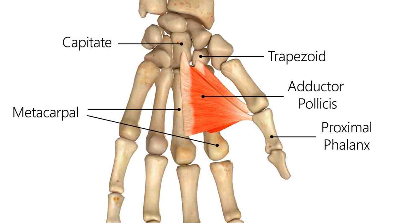 Adductor Pollicis