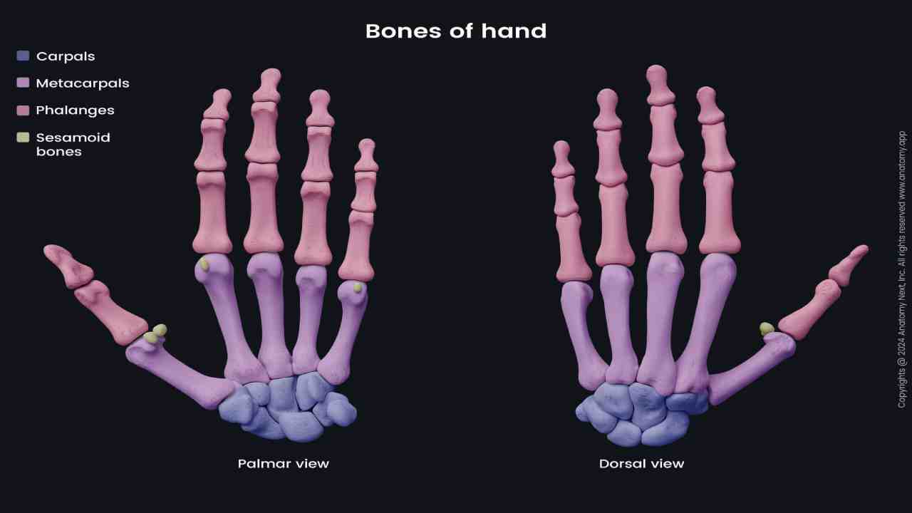 Bones – Hand