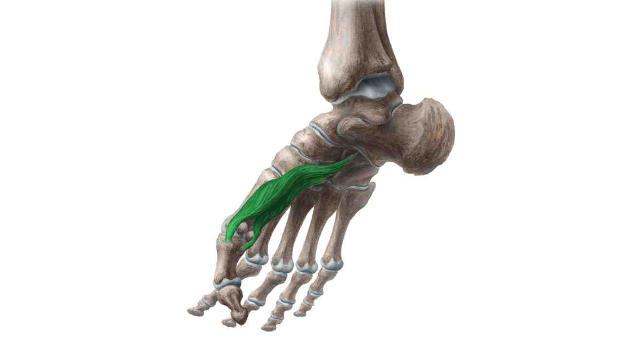 Flexor Hallucis Brevis