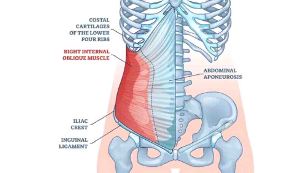 Internal Abdominal Oblique
