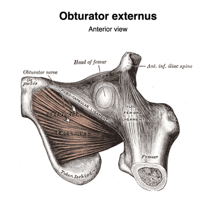 Obturatus Externus