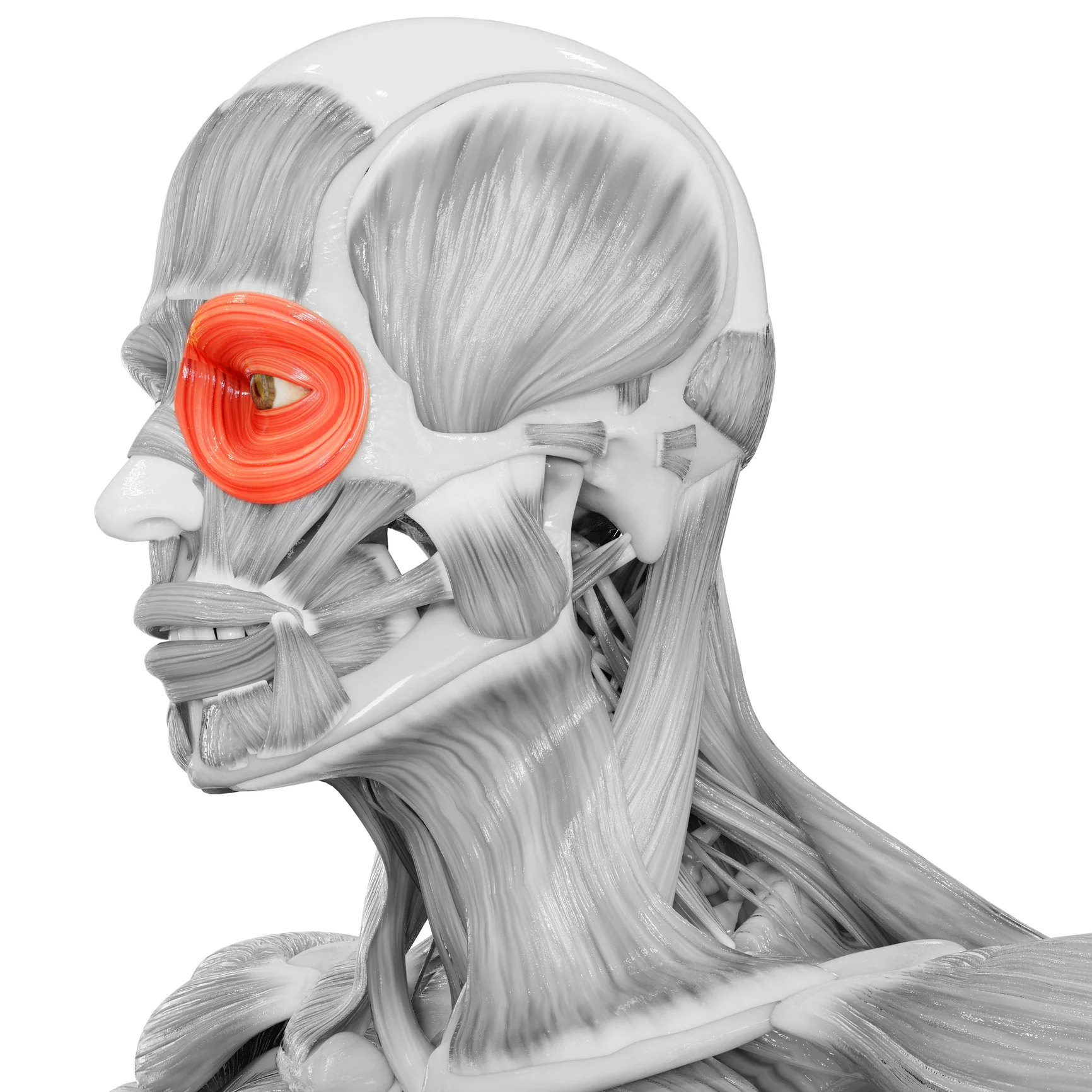 Orbicularis Occuli