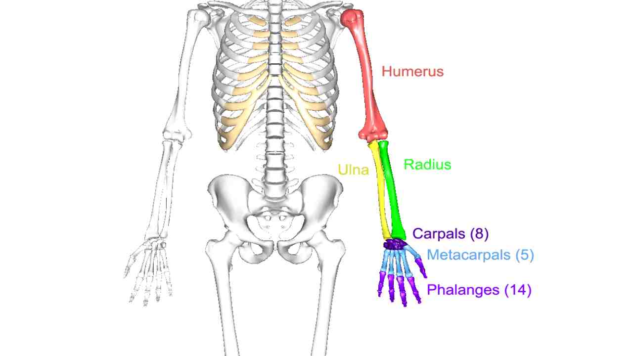 Bones – Entire Upper Extremity