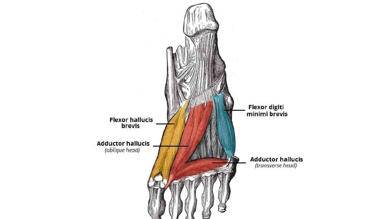 Flexor Digiti Minimi Pedis