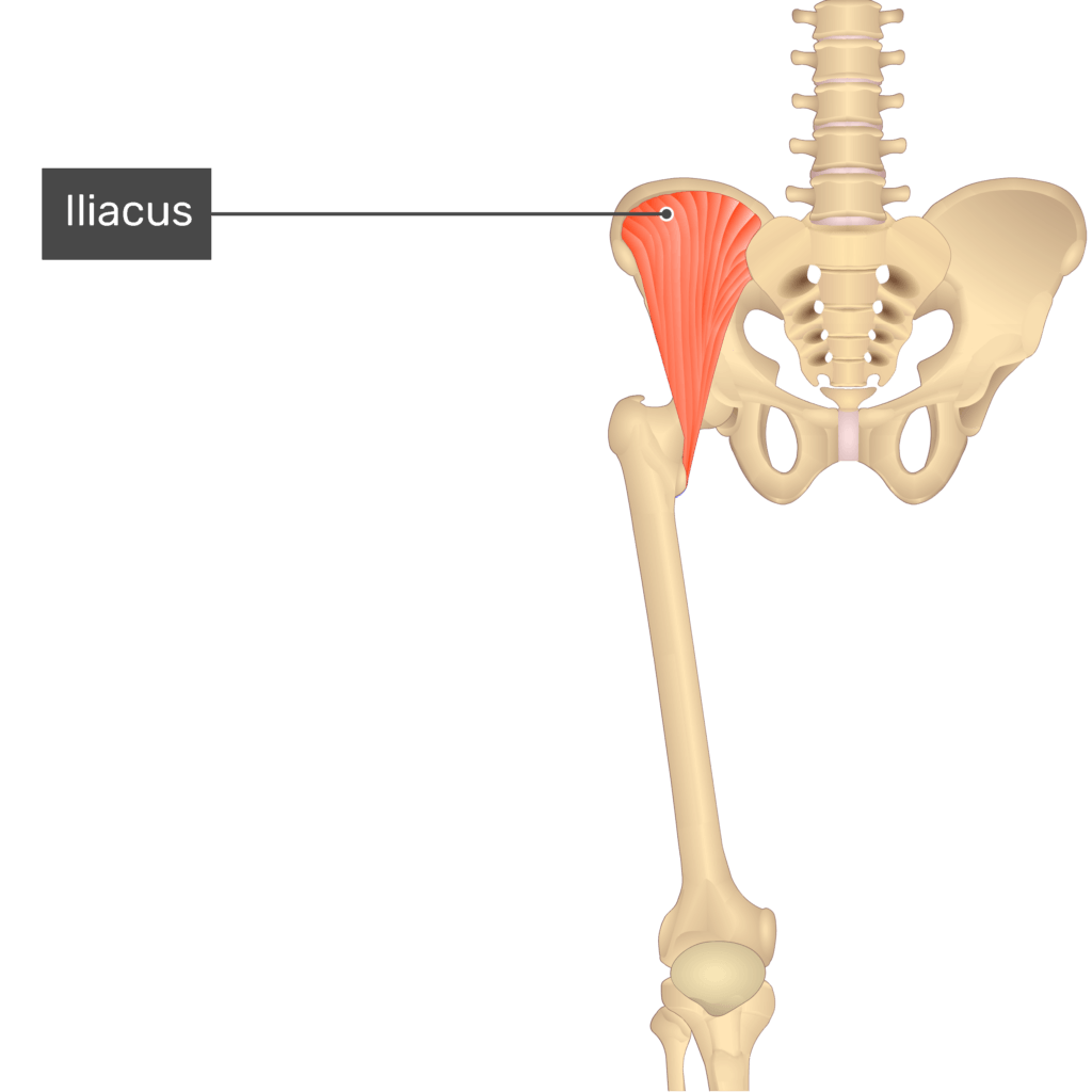 Iliacus