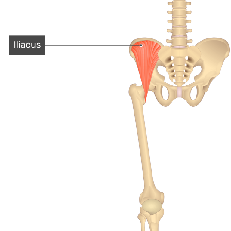 Iliacus