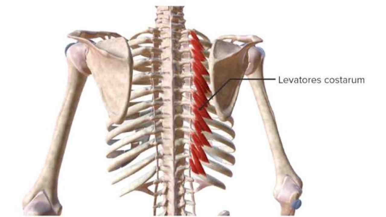 Levators Costarum