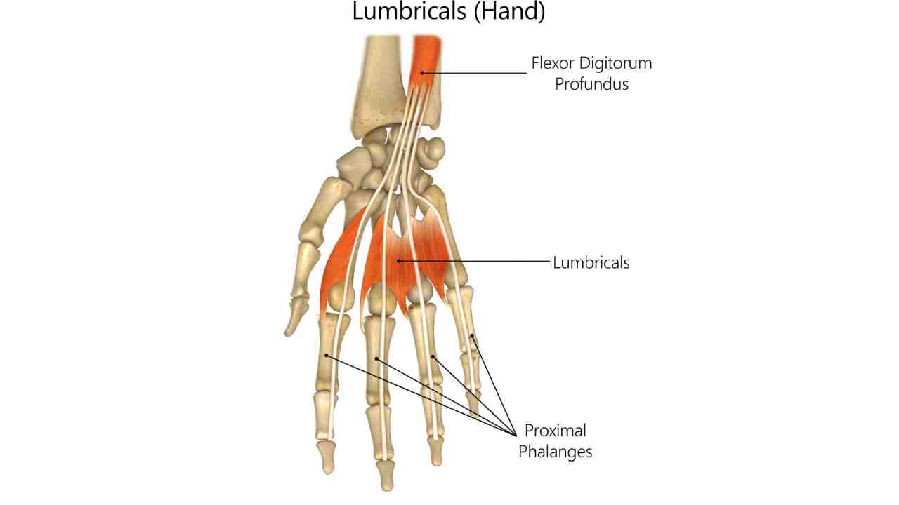 Lumbricals Manus